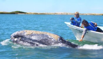 Inicia Baja California Sur campaña de promoción en el DF