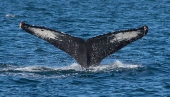 Inicia temporada de ballenas en Puerto Vallarta
