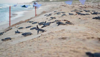 Se adelantó la temporada de Tortuga Marina 2020