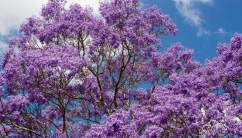 Fotografías para no perderte la temporada de Jacarandas