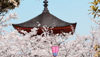 Los cerezos embellecen Japón