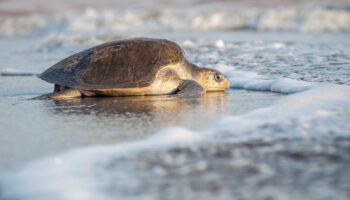 Empieza liberación de tortugas en Puerto Vallarta