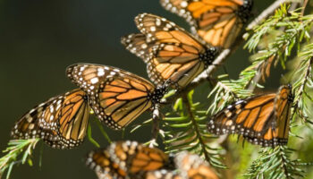 Santuarios de Mariposa Monarca sí abrirán en 2020