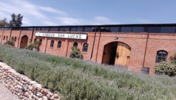 En Guanajuato inicia temporada de vendimias