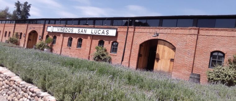 Viñedo en Guanajuato