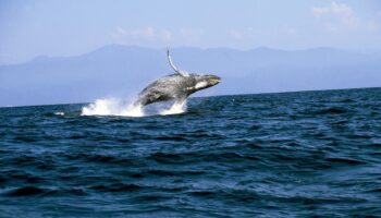 Continúa avistamiento de ballenas jorobadas en Puerto Vallarta