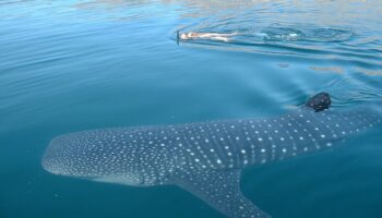Inicia temporada de tiburón ballena en Holbox