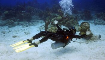 Snorkel y buceo en los arrecifes de Quintana Roo