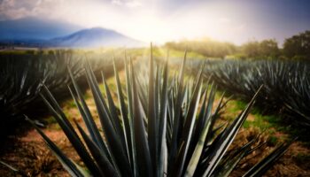 España certifica a Tequila como Destino Turístico Inteligente