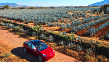 Avis empezará a arrendar autos Tesla en México
