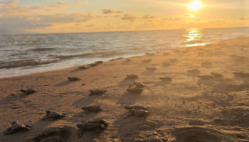Turistas apoyan a la liberación de tortugas en Puerto Vallarta