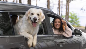 6 tips para viajar con tu perro
