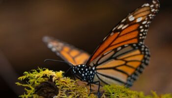 Inicia temporada de mariposas monarca en Edomex