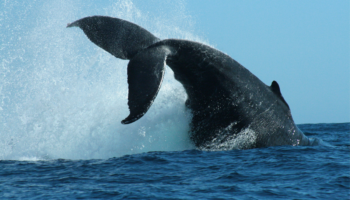 Descubriendo el fascinante mundo de las ballenas en Los Cabos