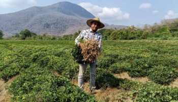 Colima estrena una experiencia de Turismo Comunitario: la Ruta del Cacahuate